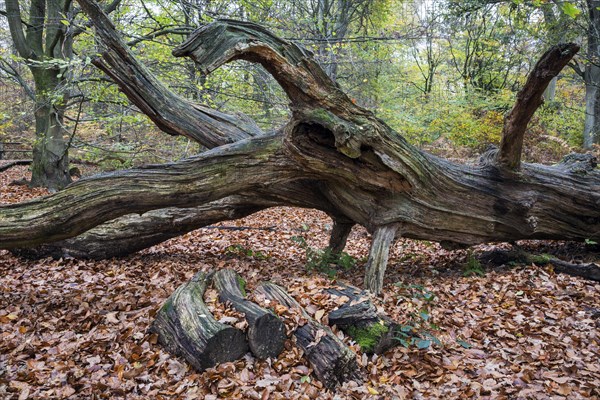 Fallen dead tree trunk in autumnal beech forest