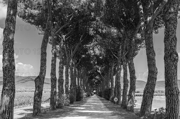 Avenue of pine trees