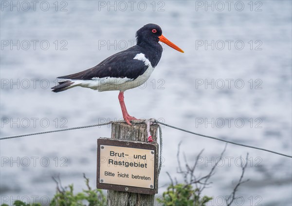 Eurasian oystercatcher