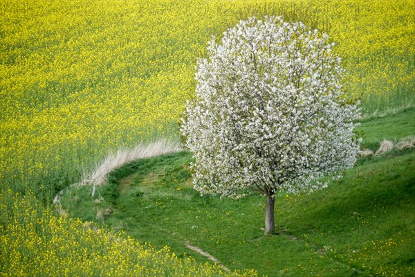 Cherry Tree in Full Bloom along Fields of Rapeseed and Barley