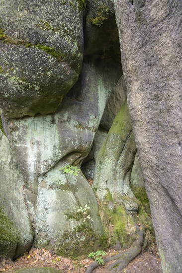 Tree between the sandstone rocks of