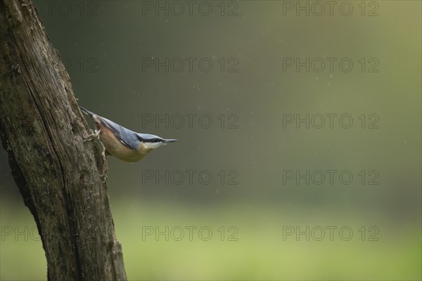 European nuthatch