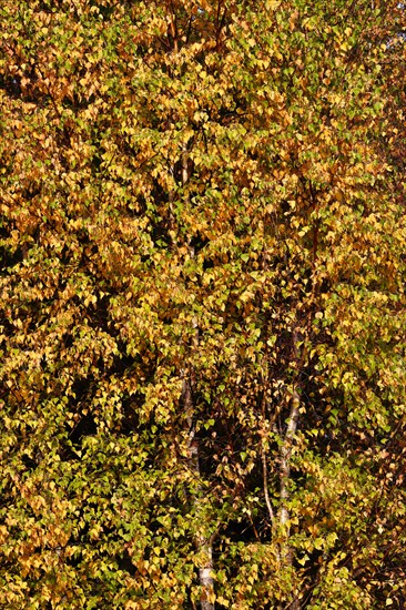 Leaves of birch