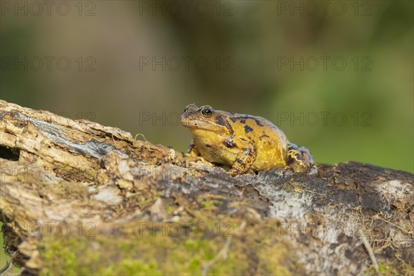 Common frog