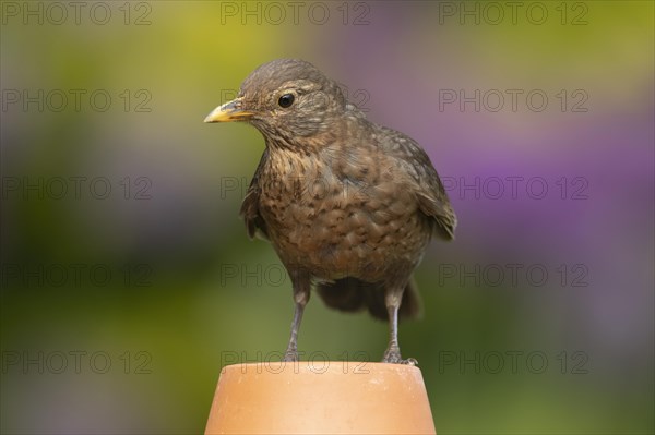 European blackbird