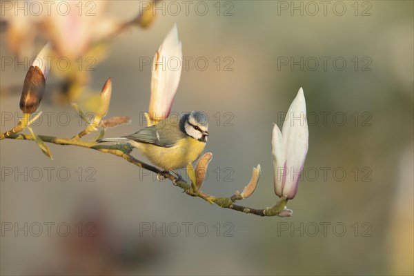 Blue tit