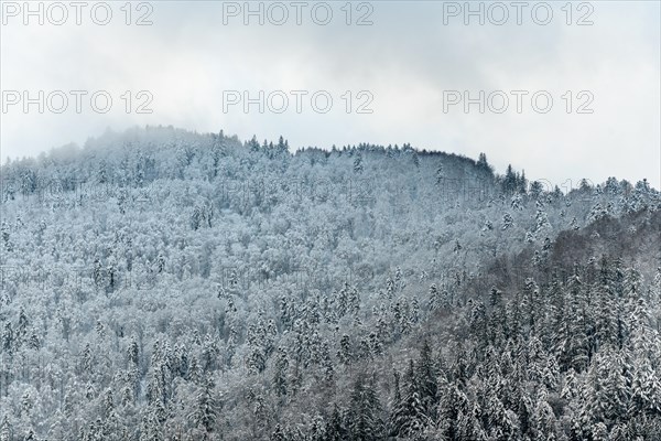 Coniferous forest dotted with the first snow in the mountains. Vosges Alsace