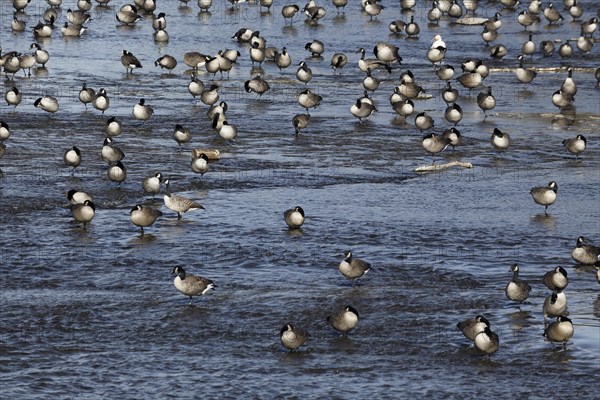 Canada geese in river