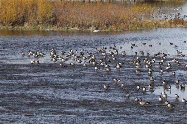 Canada geese in river