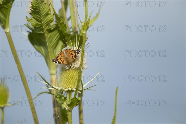 Painted lady