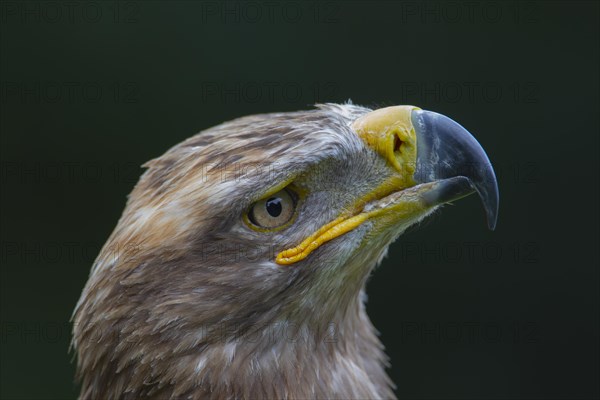 Steppe eagle