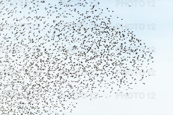 Flock of starlings in coordinated flight in the vineyard in autumn. Alsace