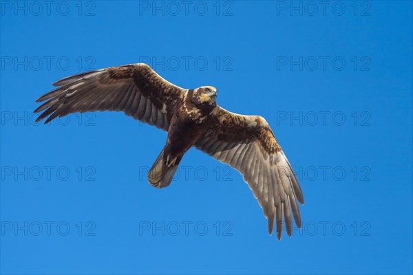 Western marsh-harrier