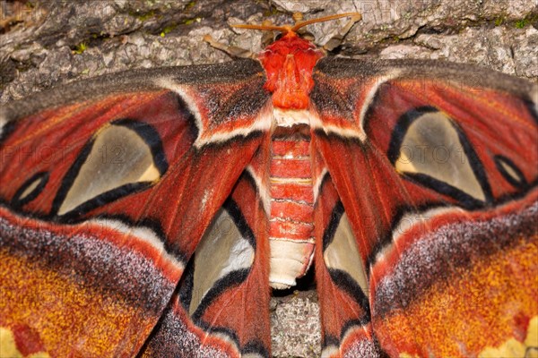 Atlas silkmoth moth with open wings sitting on tree trunk from behind
