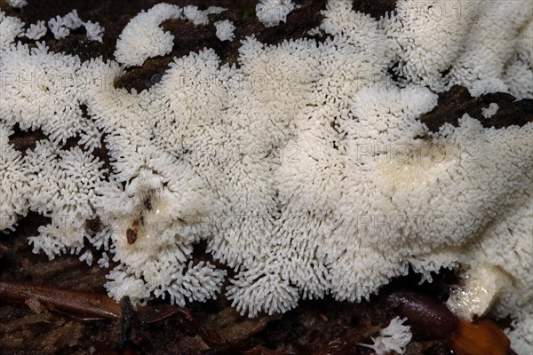 White-yellow net cushion many white fruiting bodies next to each other on tree trunk