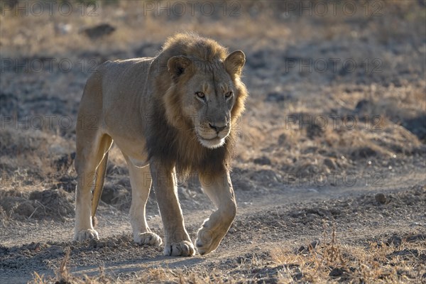 African lion