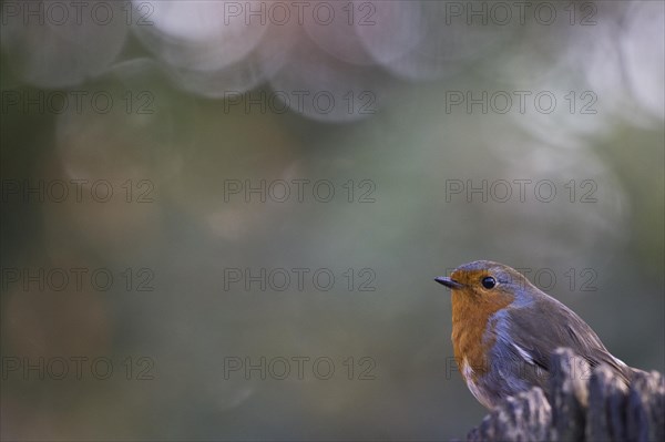 European robin