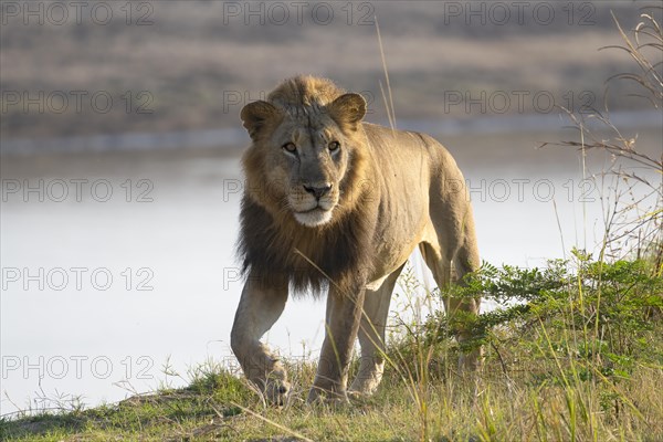 African lion