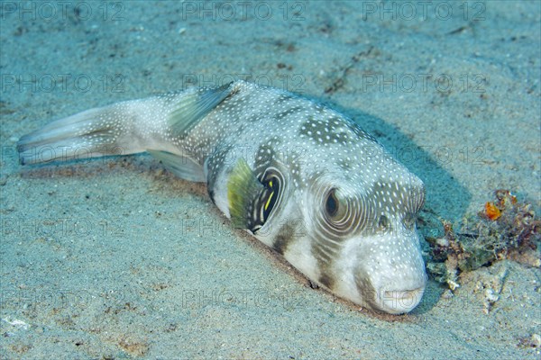 White-spotted puffer