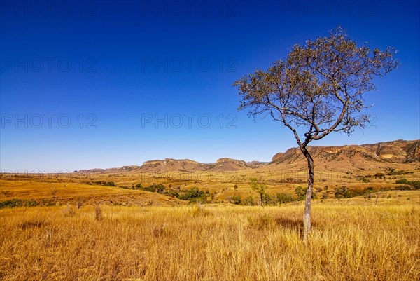 Savannah in the Isalo National Park