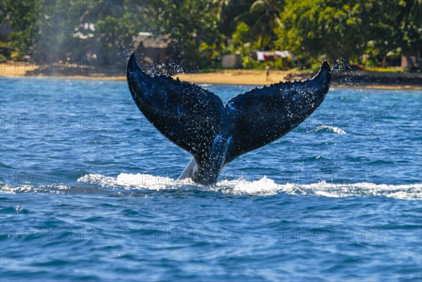 Humpback whale