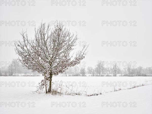 Winter landscape