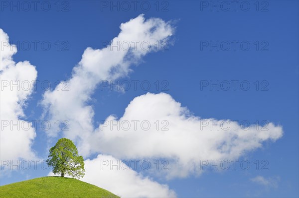 Solitary tree