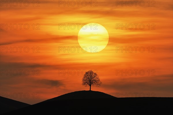 Setting sun over the silhouette of a lime tree