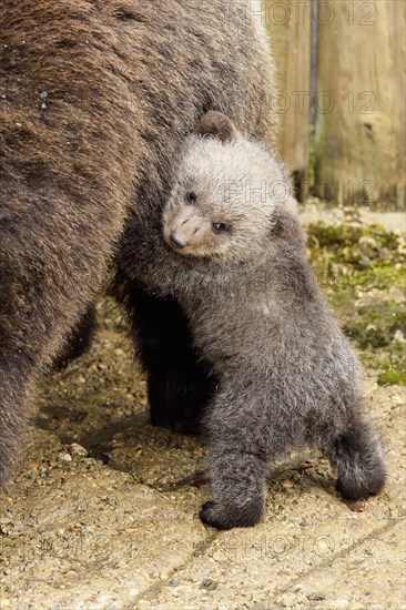 Small brown bear