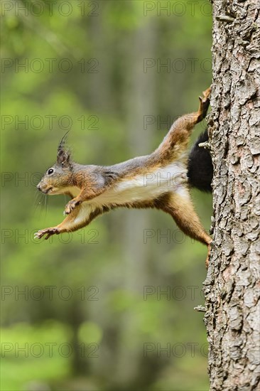 Eurasian red squirrel