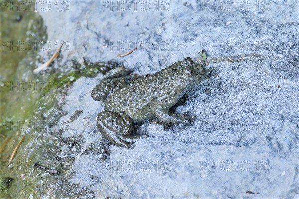 Yellow-bellied toad