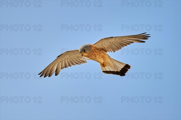 Lesser Kestrel