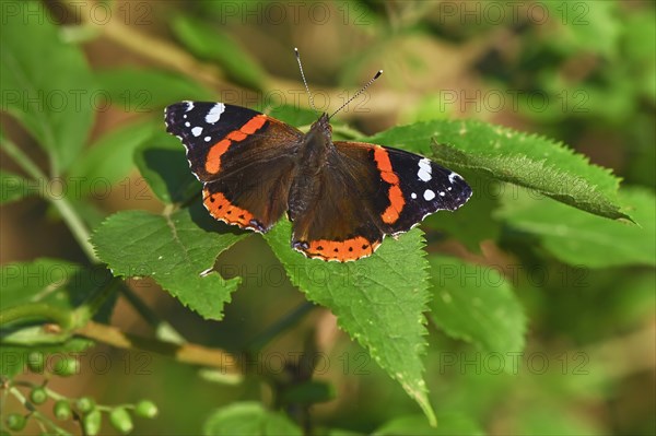 Red admiral