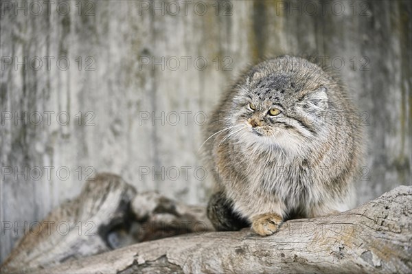 Manul or Pallas' cat