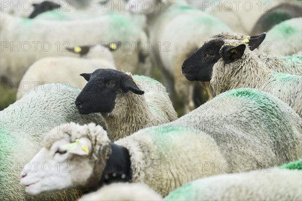 Valais black-nosed domestic sheep