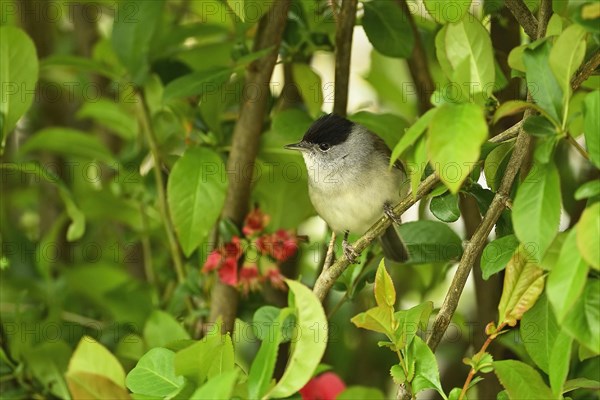 Blackcap