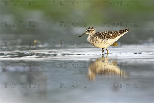 Wood Sandpiper