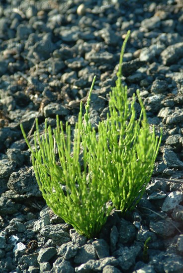 Field horsetail