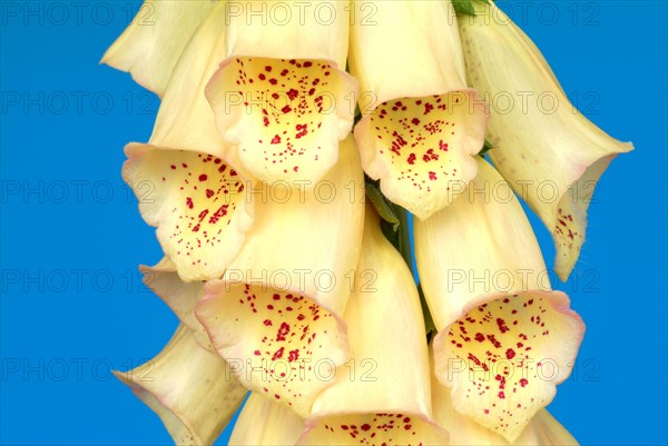 Big-flowered foxglove