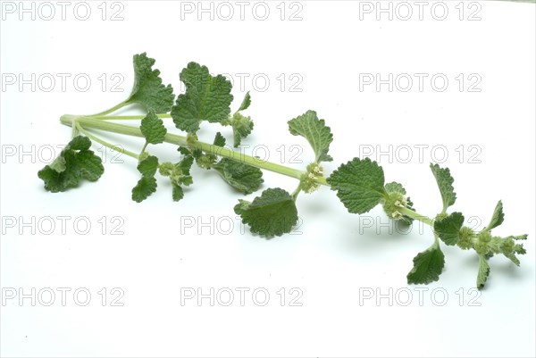 White horehound