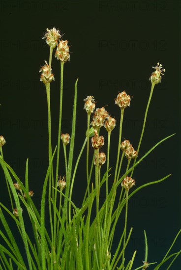 Plant species from the plantain genus