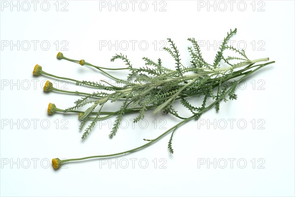 Medicinal plant Holy herb