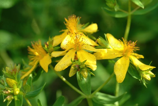 Medicinal plant St. John's wort