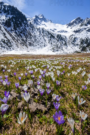 Spring in the mountains