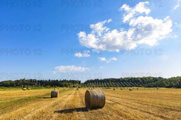 Straw bales on harvested field