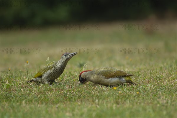 Green woodpecker