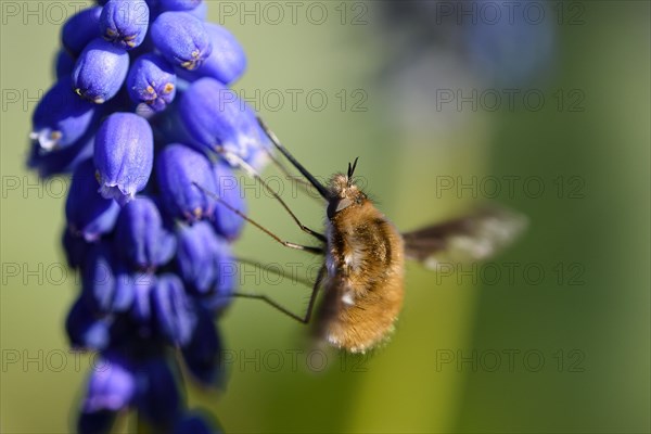 Large bee fly