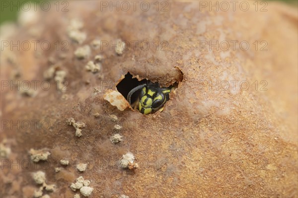 Common wasp