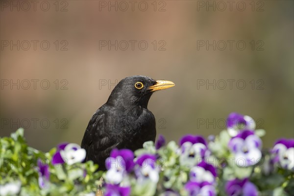 European blackbird