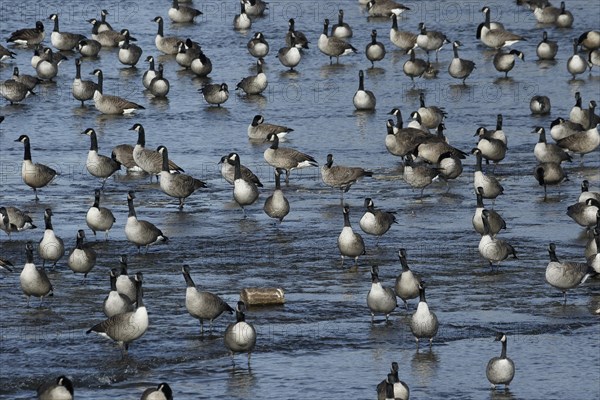 Canada geese in river